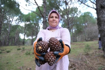 Kozalak verimi yüzde 20’den yüzde 60’a çıktı
