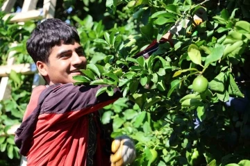 Kozan limonu Avrupa ve Asya ülkeleri için tırlara yüklendi
