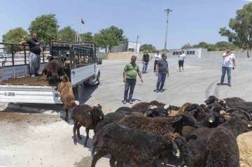 Küçükbaş hayvan desteğinde geri toplamalar başladı
