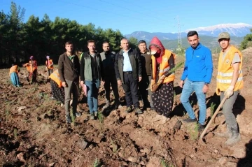 Kumluca’ya 50 dönümlük alanda ikinci bal ormanı
