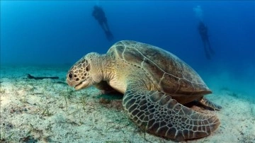 Kumsalda kilometrelerce yürüyüp caretta caretta yuvalarını kayıt altına alıyorlar