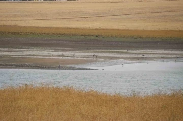 Kuraklık nedeniyle Diyarbakır’da 300 kuş türü tehdit altında
