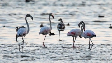 Kuraklık, Van Gölü Havzası'nda konaklayan flamingoların yaşam alanlarını değiştirdi