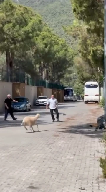 Kurban Bayramı’nda manzara değişmedi, ’firari kurbanlıklar’ sahiplerine ter döktürdü
