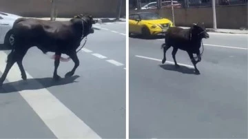 Kurban Bayramı'nın standart görüntüleri gelmeye başladı