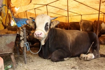 Kurban Bayramı öncesi Sivas’ta Kurban pazarı açılmayacak
