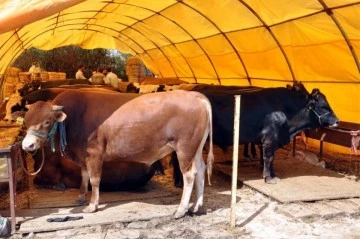 Kurban pazarlarında satılamayan kurbanlıklar ESK tarafından satın alınacak