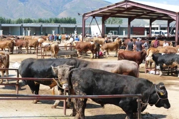 Kurbanlık seçerken bunlara dikkat edin