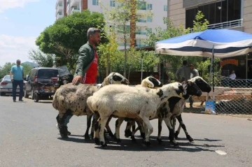 Kurbanlıkların çoğu satıldı, besicilerin yüzü güldü
