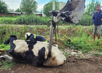 Kurutma kanalına düşen ineği itfaiye kurtardı
