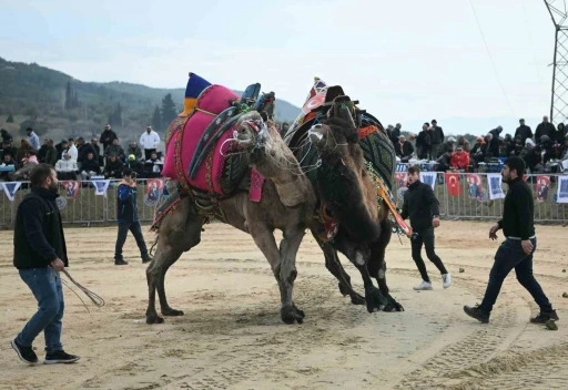 Kuşadası’nda deve güreşi festivali renkli görüntülere sahne oldu
