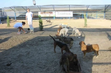 Kuşadası’nda sokak köpekleri için özel barınak
