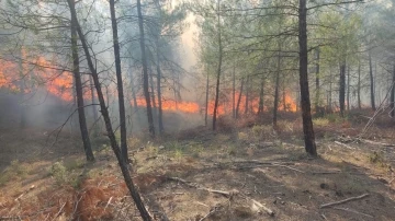 Kütahya’da orman yangını
