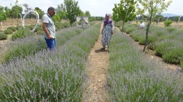 Kütahyalı çiftin 9 yıl önce hobi amacıyla kurduğu lavanta bahçesi şimdi gelir kapıları oldu
