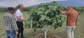 Kuyucak’ta incir bahçelerinde hastalık ve zararlı kontrolü yapıldı
