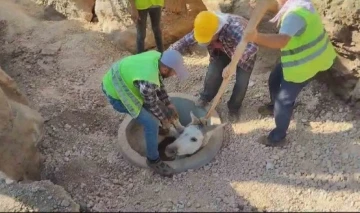 Kuyuya düşen eşek iş makinasıyla kurtarıldı
