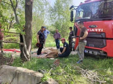 Kuyuya düşen ineği itfaiye kurtardı
