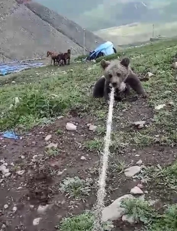 Kuyuya düşen yavru ayıyı boynuna halat atarak çıkardılar
