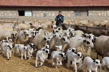 Kuzu doğumlarında üçüzler arttı, kış güneşi süt kuzularına yaradı
