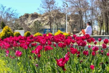 Laleler park ve bahçeleri renklendirdi
