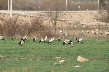 Leyleklerin göç durağı Bolu
