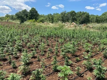 90 bin kök kenevir ele geçirildi