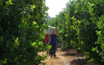 Limonun başkentinde ’hasat’ dönemi, 10 çeşidi üretiliyor
