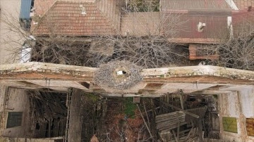 Mahallelinin yolunu gözlediği leylek Sadık, Edirne'deki yuvasına geldi