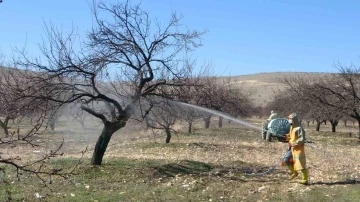 Malatya’da erken tomurcuklanan kayısı ağaçları endişelendirdi
