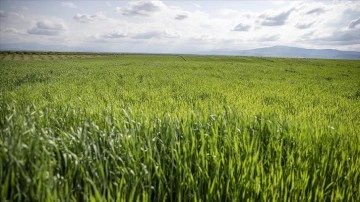 Malatya ve Kahramanmaraş'ta çiftçiler bahar yağmurlarının rekolteye yansımasını bekliyor