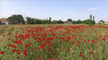 Malatya'da gelincik tarlası kırmızıya büründü