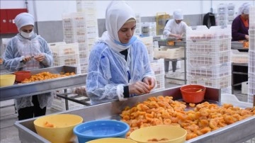 Malatya'da kuru kayısının işlenme süreci basına tanıtıldı