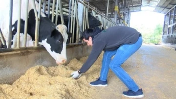 Maliyeti düşük, proteini yüksek hayvan yemi için azolla bitkisini ağır metallerden arındırdı