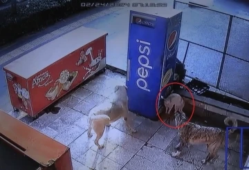 Mama bekleyen kedinin köpeklerle kavgası kamerada
