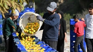 Mandalina rekoltesiyle üretici ve ihracatçıyı sevindirdi