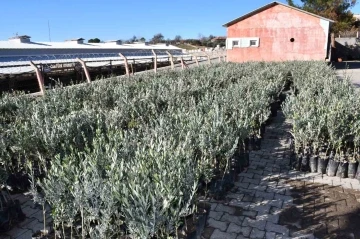 Manisa Büyükşehir Belediyesinden üreticiye fidan desteği
