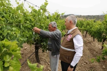 Manisa’da istilacı kokarcaya karşı ‘Samuray Arıcığı’ salımı yapıldı
