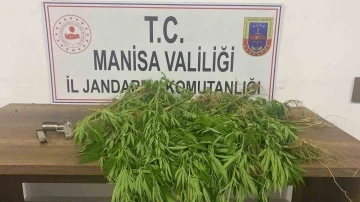 Manisa’da jandarmadan uyuşturucu operasyonu: 3 gözaltı
