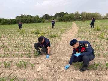 Manisa’da mısır tarlasına ekilen kenevirler ele geçirildi
