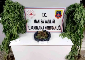 Manisa Jandarmasından kenevir ve esrar operasyonu
