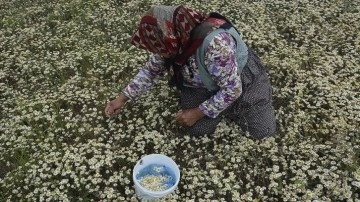 Manisa yaylalarında "papatya mesaisi" başladı