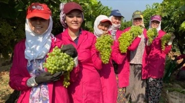 Manisa'da sofralık çekirdeksiz üzümde hasat başladı