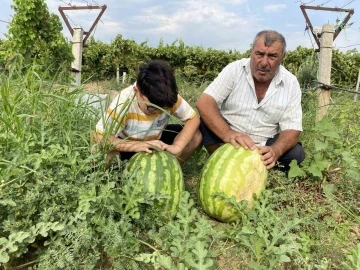 Manisalı çiftçi üzüm bağında 30 kiloluk karpuz yetiştirdi
