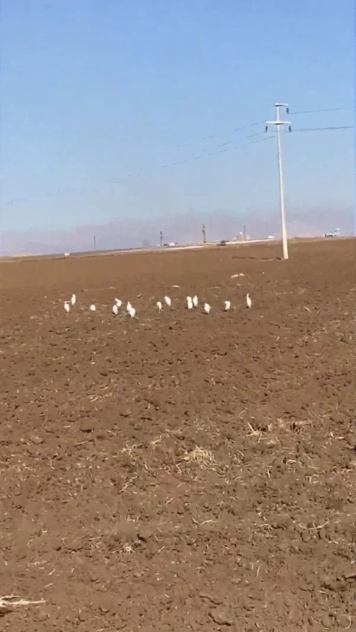 Mardin’de akbalıkçıl kuşları erken görüldü
