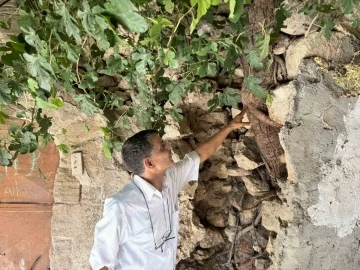 Mardin’de incir ağaçları tarihi yapılara veriyor
