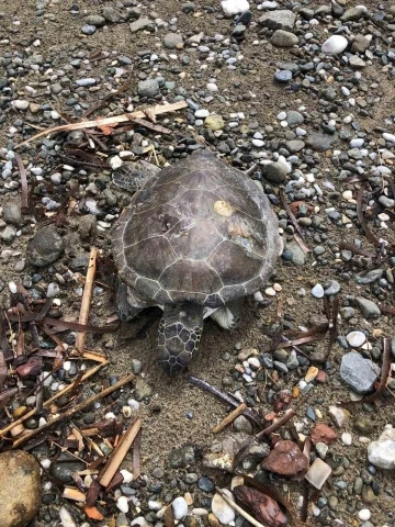 Marmaris sahilinde ölü yavru caretta bulundu
