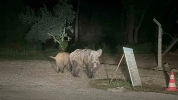 Marmaris’te domuzlar şehre indi
