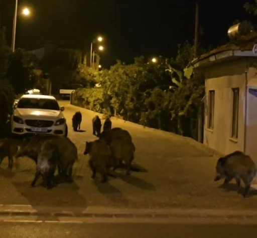 Marmaris’te yaban domuzları, cadde ve sokakları istila etmeye başladı
