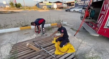 Mazgallara sıkışan kedileri itfaiye kurtardı
