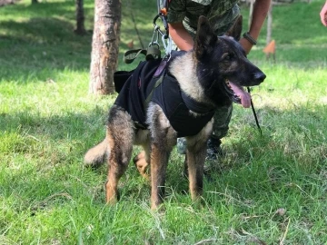 Meksika’dan Türkiye’ye gelen arama-kurtarma köpeği ’Proteo’ hayatını kaybetti